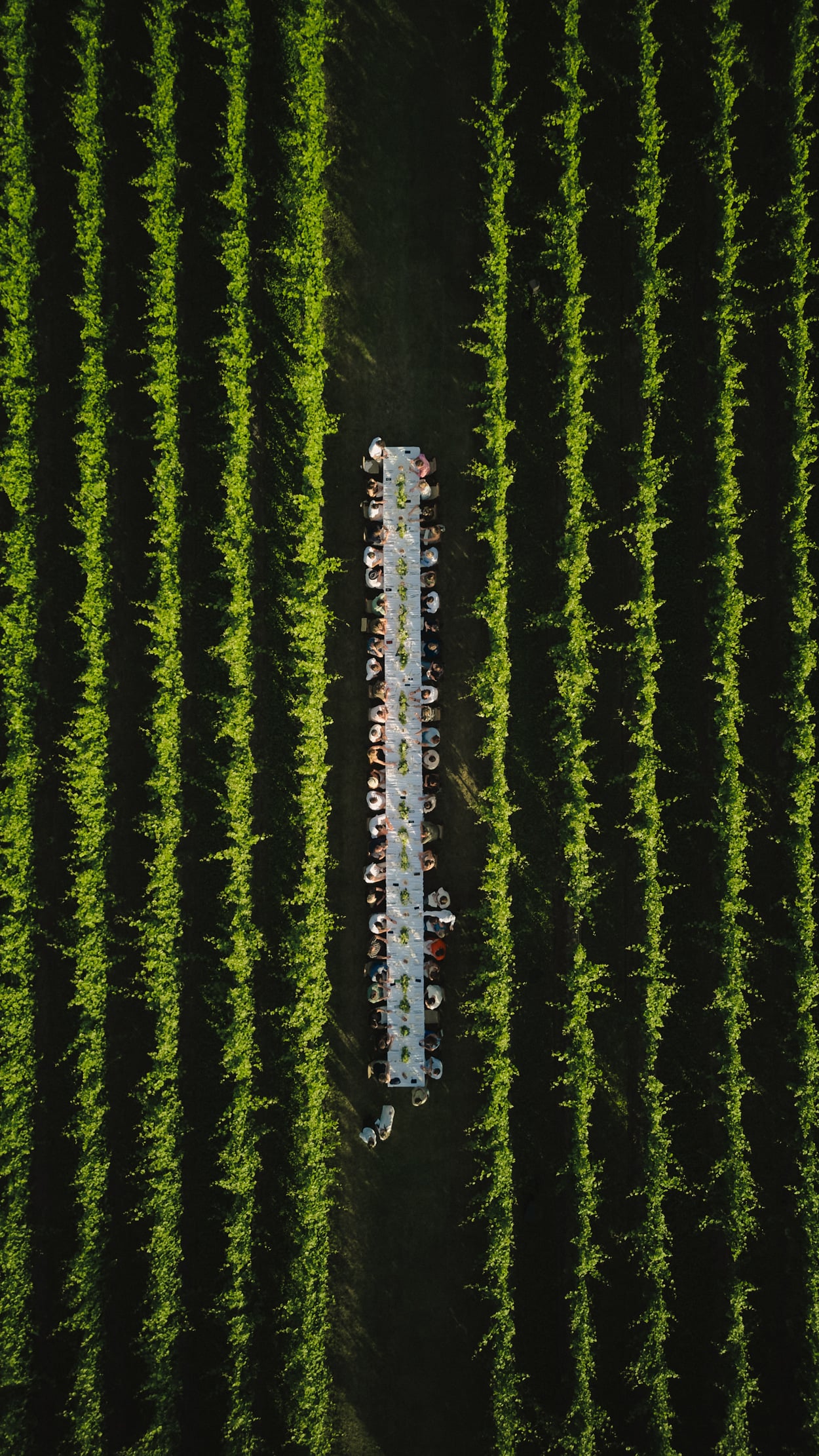 Co-event Modular, Basalte, Cosentino, Orac in a vinyard